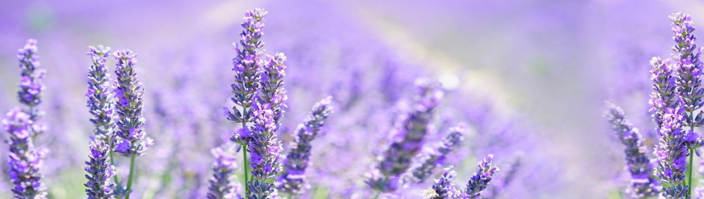 Envíos de Flores a otras Poblaciones